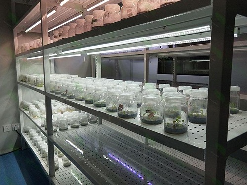 宜春植物组织培养实验室设计建设方案
